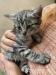 Kočka a koťata k adopci (může být jednotlivě)