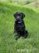 Labradors. retrívr- černá štěňátka  s PP