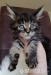 Maine Coon Kitten mit Stammbaum, blue eyes  - Verkauf