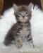 Maine Coon Kitten mit Stammbaum, blue eyes  - Verkauf