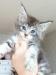 Maine Coon Kitten mit Stammbaum, blue eyes  - Verkauf