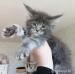 Maine Coon Kitten mit Stammbaum, blue eyes 