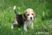 Beagle piesek trocolorowy ZKwP (FCI) 