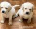 Labrador retriver s PP (smetanová)