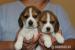 Beagle - szczeniaczki ZKwP 