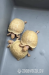 Albino Sulcata Tortoises