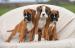 Female and male Boxer puppies.Kids friendly too