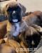 Kids friendly, Boxer puppies ready now.