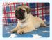 MOPS s PP.FCI.