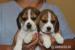 Beagle szczeniaczki po Championie Polski ZKwP 