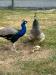 Peafowls for sale