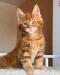 Mačiatka Maine Coon na adopciu