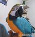 Parrots and Parrot Eggs
