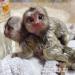 Roztomilé marmosetové opice na adopciu