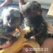  Roztomilé marmosetové opice na adopciu