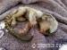 Roztomilé marmosetové opice na adopciu