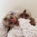 Roztomilé marmosetové opice na adopciu