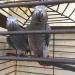african gray birds for sale