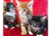 Maine coon kittens