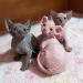 Sphynx kittens