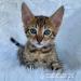 Savannah kittens