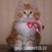 Bobtail kittens