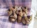 Abyssinian kittens