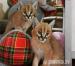 Caracal kittens