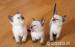 Siamese kittens