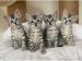 Egyptian Mau kittens