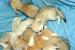 fennec foxes available