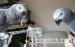African grey parrots