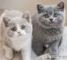 British Shorthair kittens