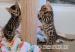 Bengal kittens