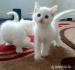 Turkish Angora kittens