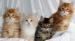 siberian kittens