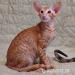 Oriental kittens