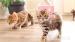 Bengal kittens