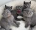 Scottish fold kittens
