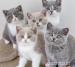British Shorthair kittens