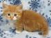 munchkin kittens