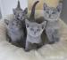 Russian Blue kittens