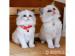 Ragdoll kittens