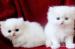 Persian kittens