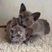 Burmese kittens