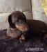 Beautiful and standard dachshund puppies!