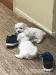 Maltese Puppies present!