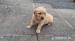 Golden retriever puppies!