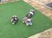 Shih-Tzu Puppies