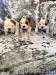 ENGLISH BULLDOG FOR WILLING HOMES